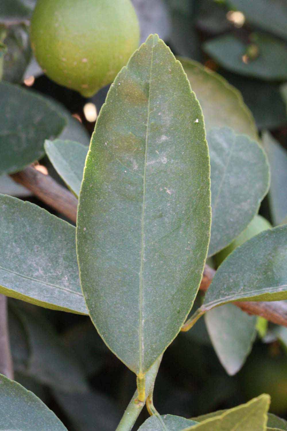            Unifoliolate leaf of  Citrus latifolia            (Bearss, Riverside,   CA)   